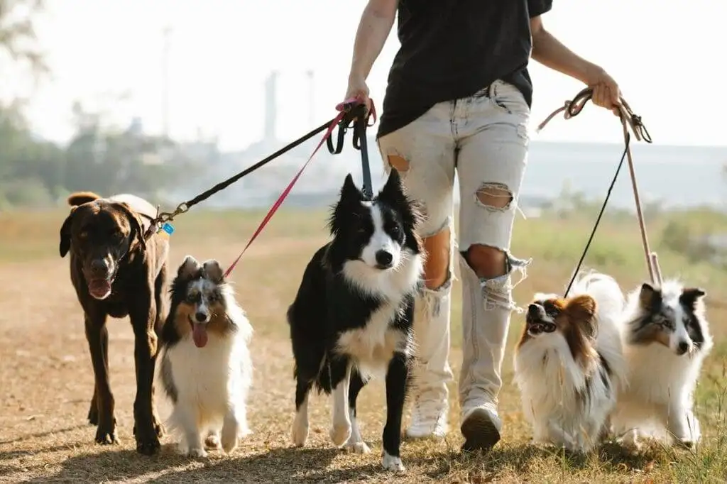 Person walking multiple dogs on leashes outdoors, showcasing dog walking as one of the easy side hustles to earn extra income while enjoying time with pets.