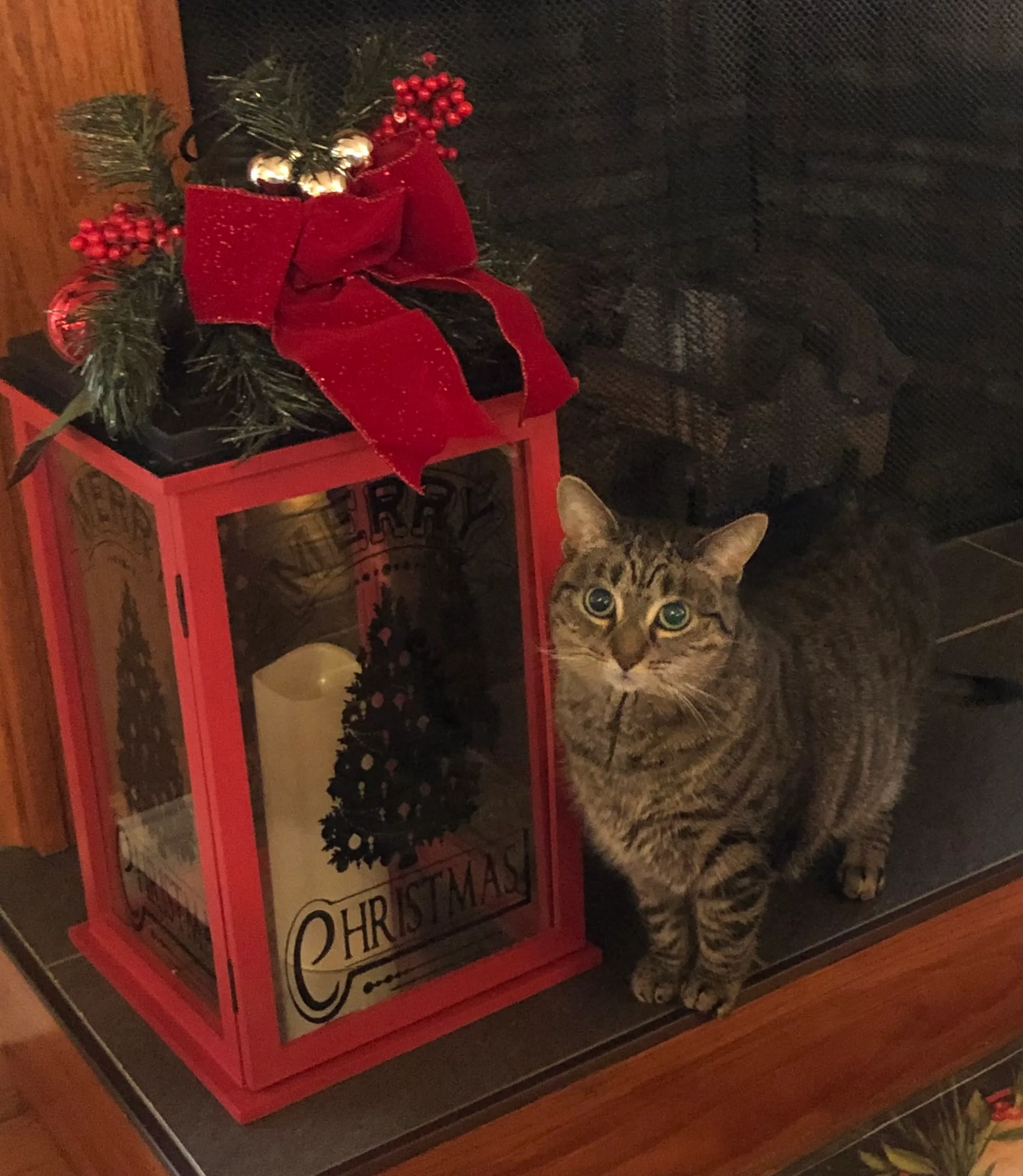 Gift Guide for Pets and Pet Parents - Cat standing next to holiday decoration